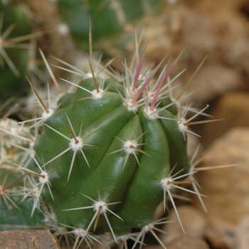 Echinocereus enneacanthus '' (031372)