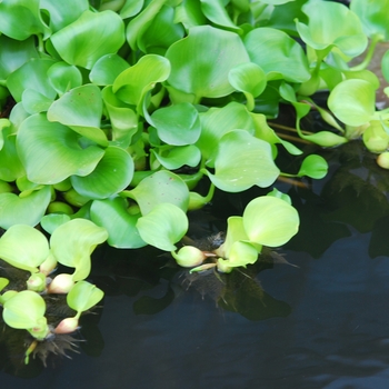 Eichhornia crassipes '' (031380)