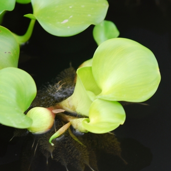 Eichhornia crassipes '' (031382)