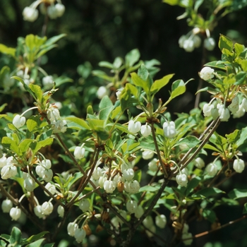 Enkianthus perulatus '' (031391)