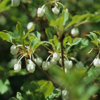 Enkianthus perulatus '' (031392)