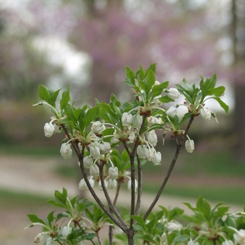 Enkianthus perulatus '' (031395)