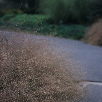 Eragrostis spectabilis '' (031399)