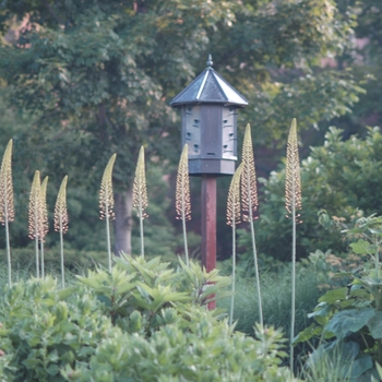 Eremurus 'Spring Valley Hybrids' (031400)