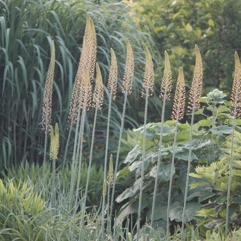 Eremurus 'Spring Valley Hybrids' (031401)