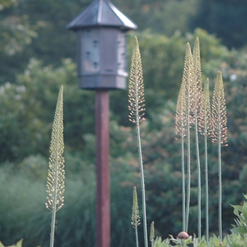 Eremurus 'Spring Valley Hybrids' (031403)