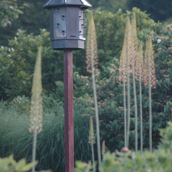 Eremurus 'Spring Valley Hybrids' (031404)