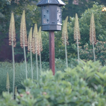 Eremurus 'Spring Valley Hybrids' (031405)