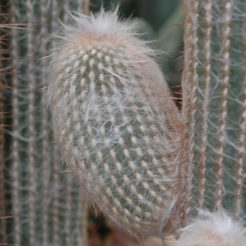 Espostoa lanata '' (031419)