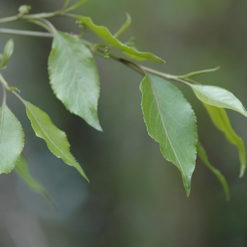 Euonymus bungeanus '' (031441)