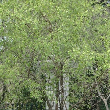 Euonymus bungeanus '' (031442)