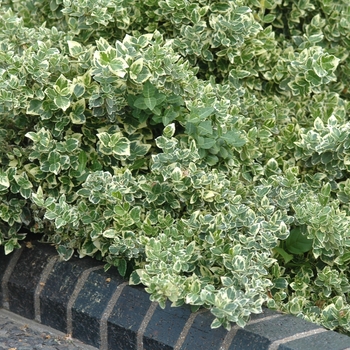 Euonymus fortunei 'Variegatus' (031454)