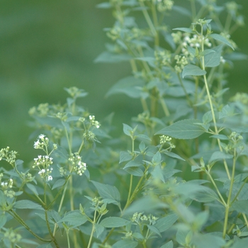 Eupatorium rugosum '' (031461)