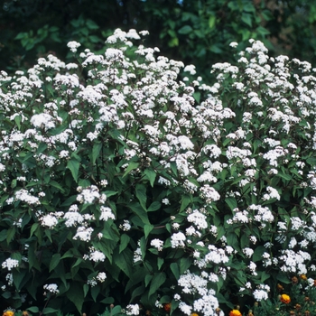 Eupatorium rugosum 'Chocolate' (031462)