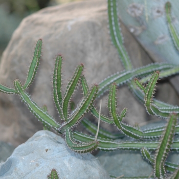 Euphorbia griseola '' (031469)