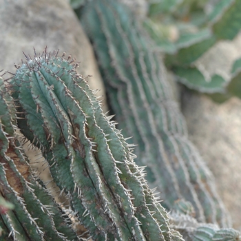 Euphorbia horrida '' (031473)