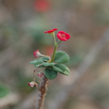 Euphorbia milii '' (031482)