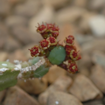 Euphorbia opuntioides '' (031495)