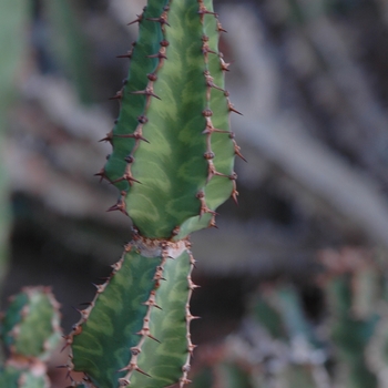 Euphorbia pseudocactus '' (031503)