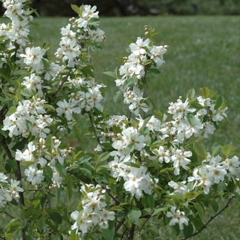 Exochorda serratifolia '' (031504)