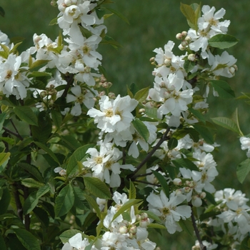 Exochorda serratifolia '' (031505)