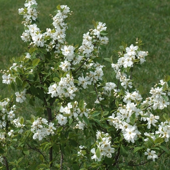 Exochorda serratifolia '' (031507)