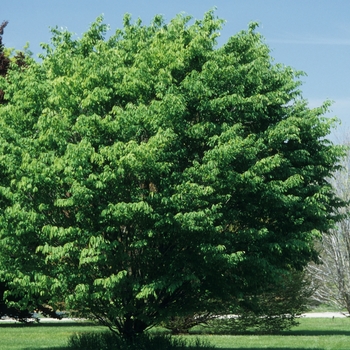 Fagus englerana '' (031509)