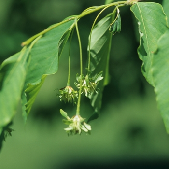 Fagus englerana '' (031510)