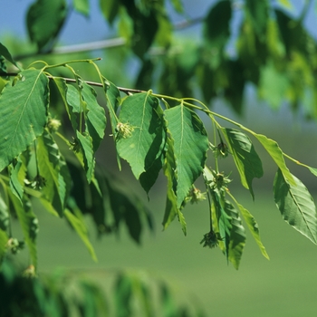 Fagus englerana '' (031511)