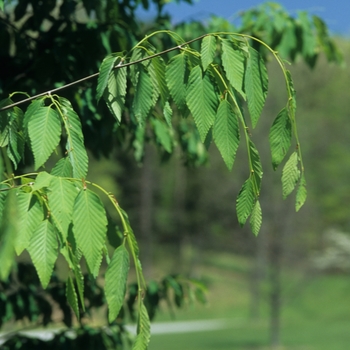 Fagus englerana '' (031512)