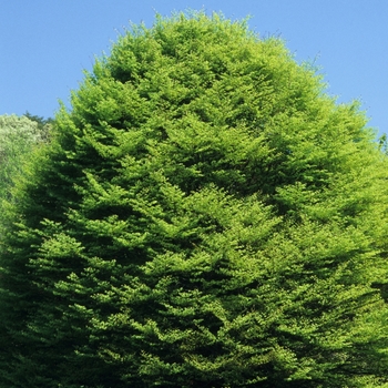 Fagus sylvatica 'Lanciniata' (031517)