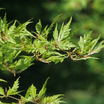 Fagus sylvatica 'Lanciniata' (031518)