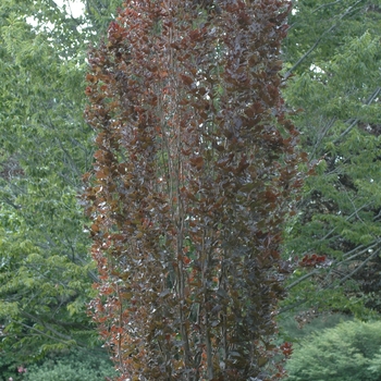 Fagus sylvatica 'Red Obelisk' (031519)