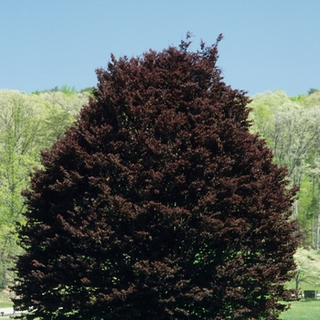 Fagus sylvatica 'Rohanii' (031524)