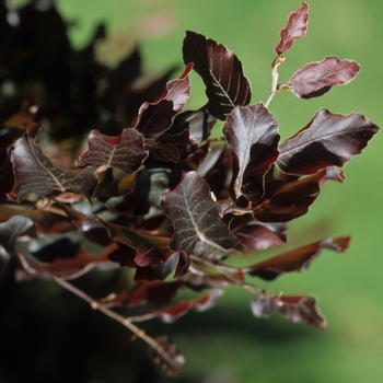 Fagus sylvatica 'Rohanii' (031525)