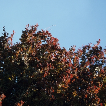 Fagus sylvatica 'Rohanii' (031526)