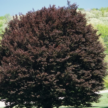 Fagus sylvatica 'Spaethiana' (031532)