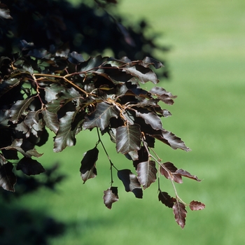 Fagus sylvatica 'Spaethiana' (031533)