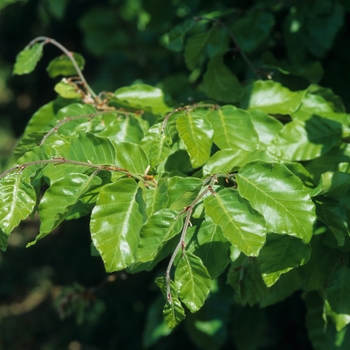 Fagus sylvatica 'Tortuosa' (031535)