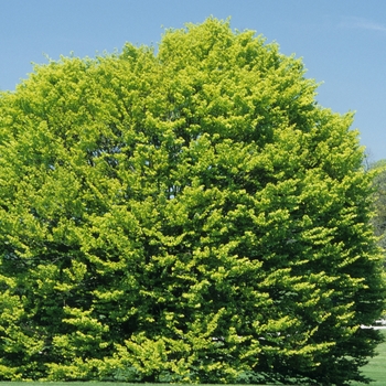 Fagus sylvatica 'Zlatia' (031538)