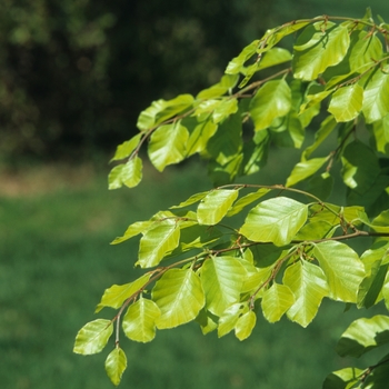 Fagus sylvatica 'Zlatia' (031539)