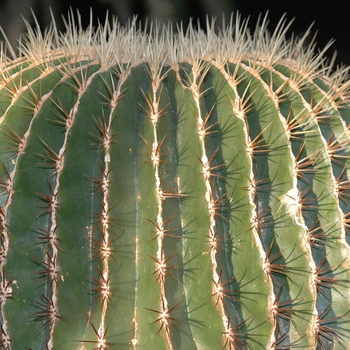 Ferocactus electracanthus '' (031543)