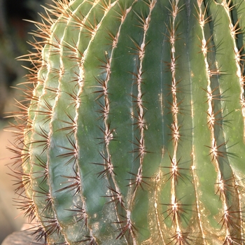 Ferocactus electracanthus '' (031544)