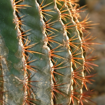 Ferocactus electracanthus '' (031545)