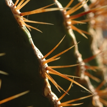 Ferocactus electracanthus '' (031547)