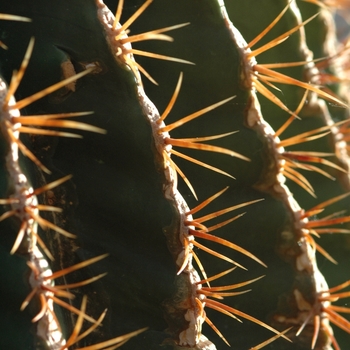 Ferocactus electracanthus '' (031548)