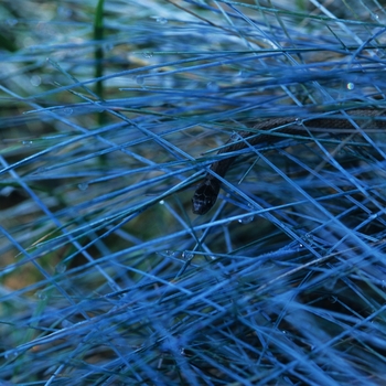 Festuca cinerea 'Azurit' (031550)