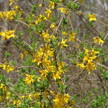 Forsythia x intermedia 'Arnold Giant' (031562)