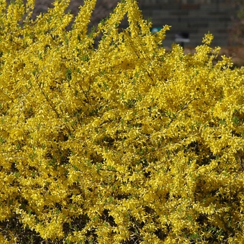 Forsythia x intermedia 'Gold Tide®' (031564)