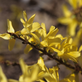 Forsythia viridissima 'Bronxensis' (031570)